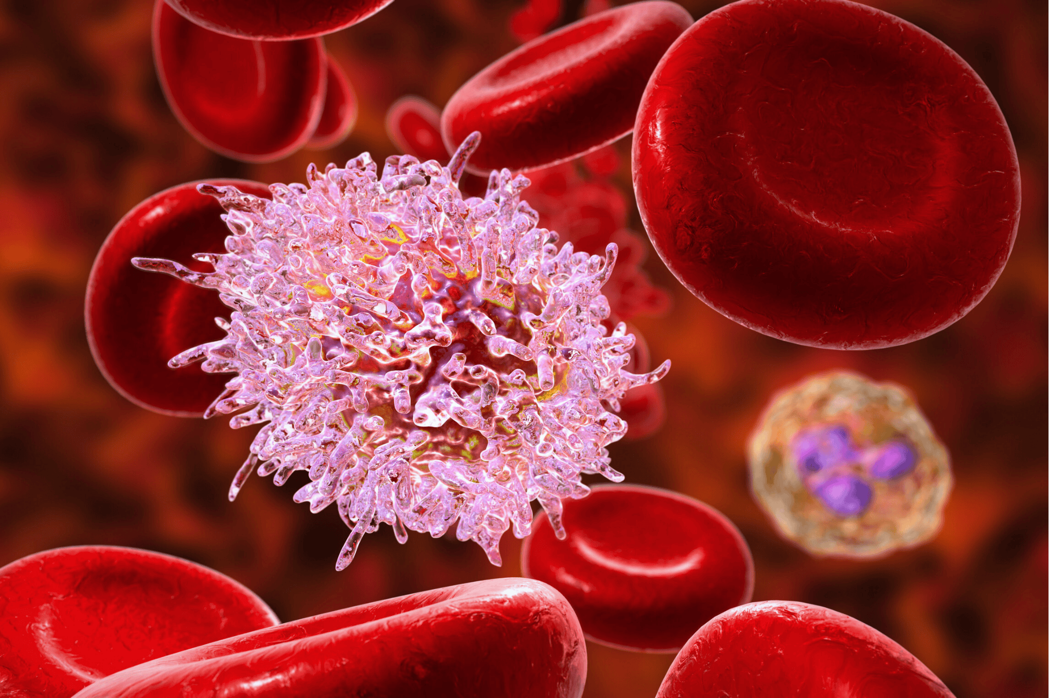 Ilustração médica em 3D mostrando células sanguíneas em um fluxo. Em destaque, uma célula de defesa (leucócito) de cor lilás e textura irregular, cercada por vários glóbulos vermelhos (hemácias) de formato arredondado e cor vermelha brilhante, sobre um fundo em tons de marrom e vermelho.